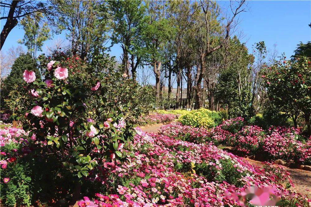 春回大地,这场"约会"尽快安排!_茶花