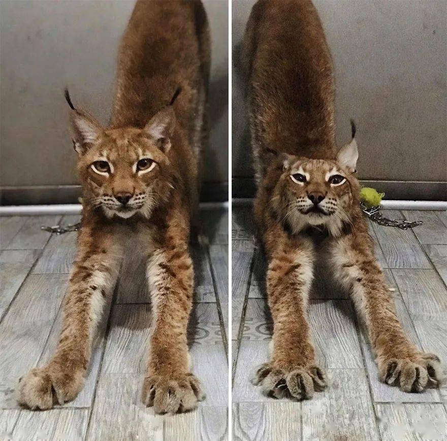 救了2隻山貓交給8隻大傻狗養，結果...這猛獸怎麼狗里狗氣的？ 萌趣萌寵 第26张