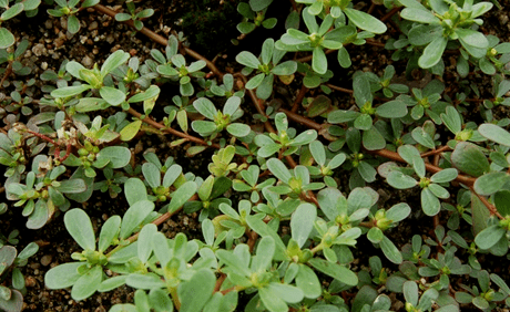 花垣人湖南疾控专家最新重要提醒事关每个家庭