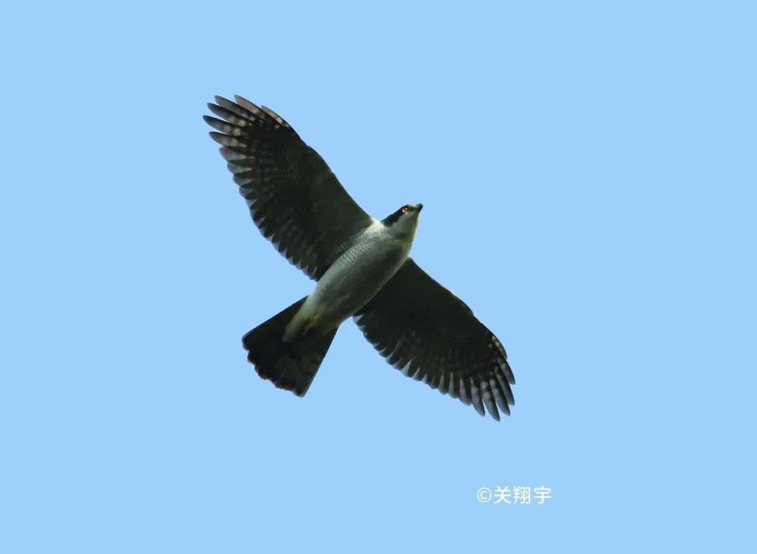 苍鹰二级白头鹞[yào]二级白腹鹞二级白尾鹞二级草原鹞二级鹊鹞二级