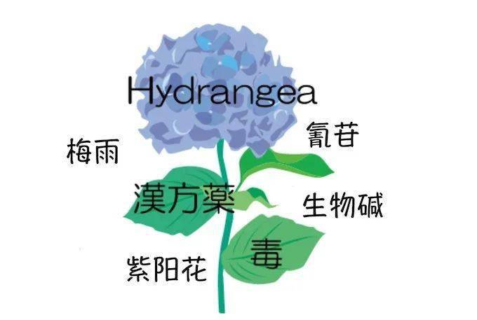 点燃一夏浪漫 这样的绣球岂能不爱 花色