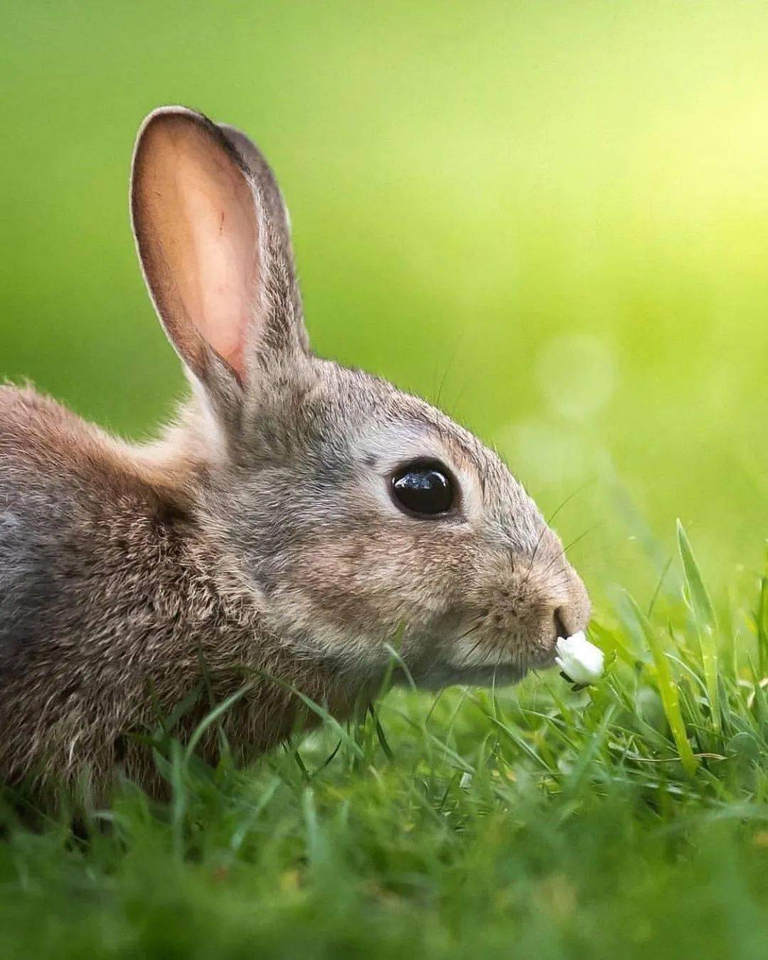 芬兰除了寒冷,还有这萌萌的森林动物们