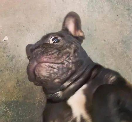 种左手香长出 巨黑牛花苗 塞爆盆栽 网友跪求 请问去哪买的 后院