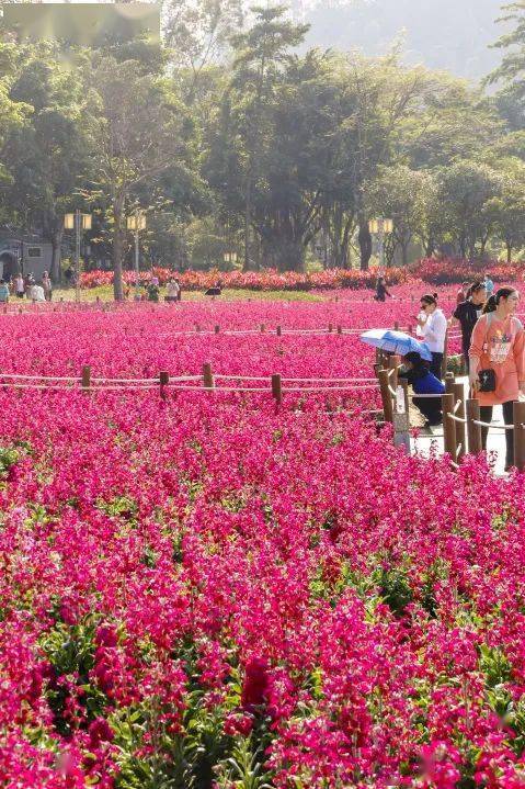 假期餘額不足張槎附近這些花海值得去走走