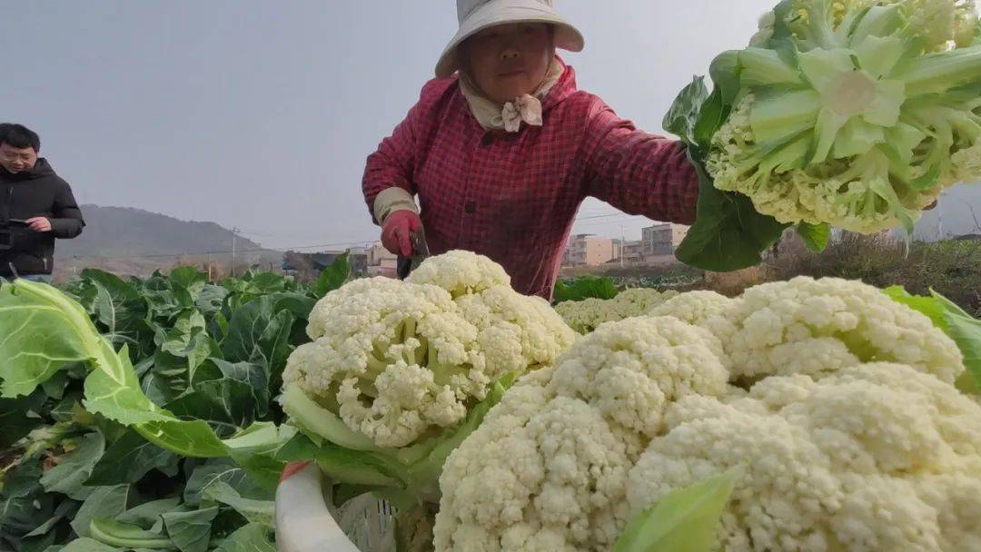 公路边,工人们也在忙着将一筐筐的花菜往货车上搬去,送往市场.