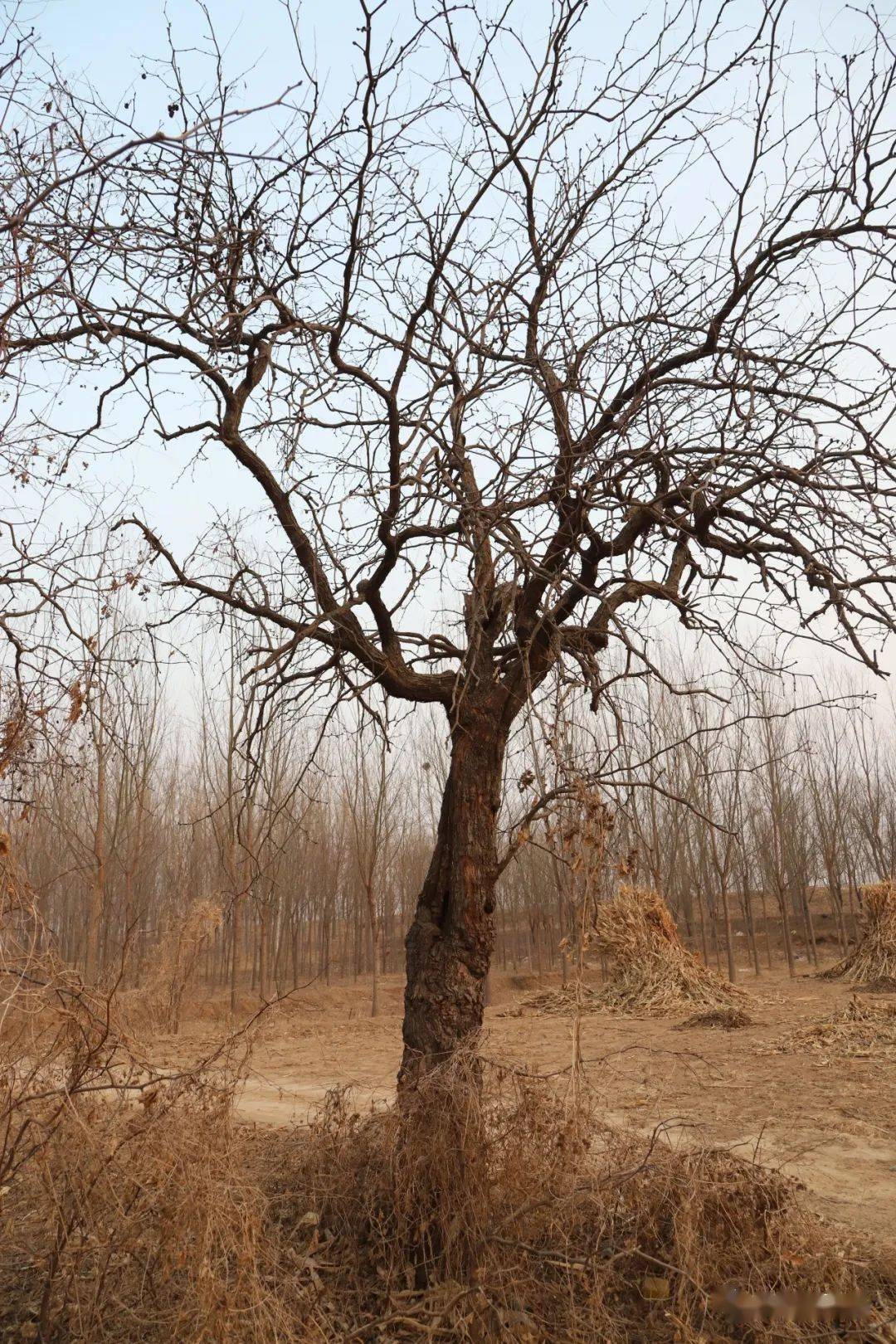 盐山县枣木疙瘩都是宝,每一棵老枣树都是文化遗产_常庄乡