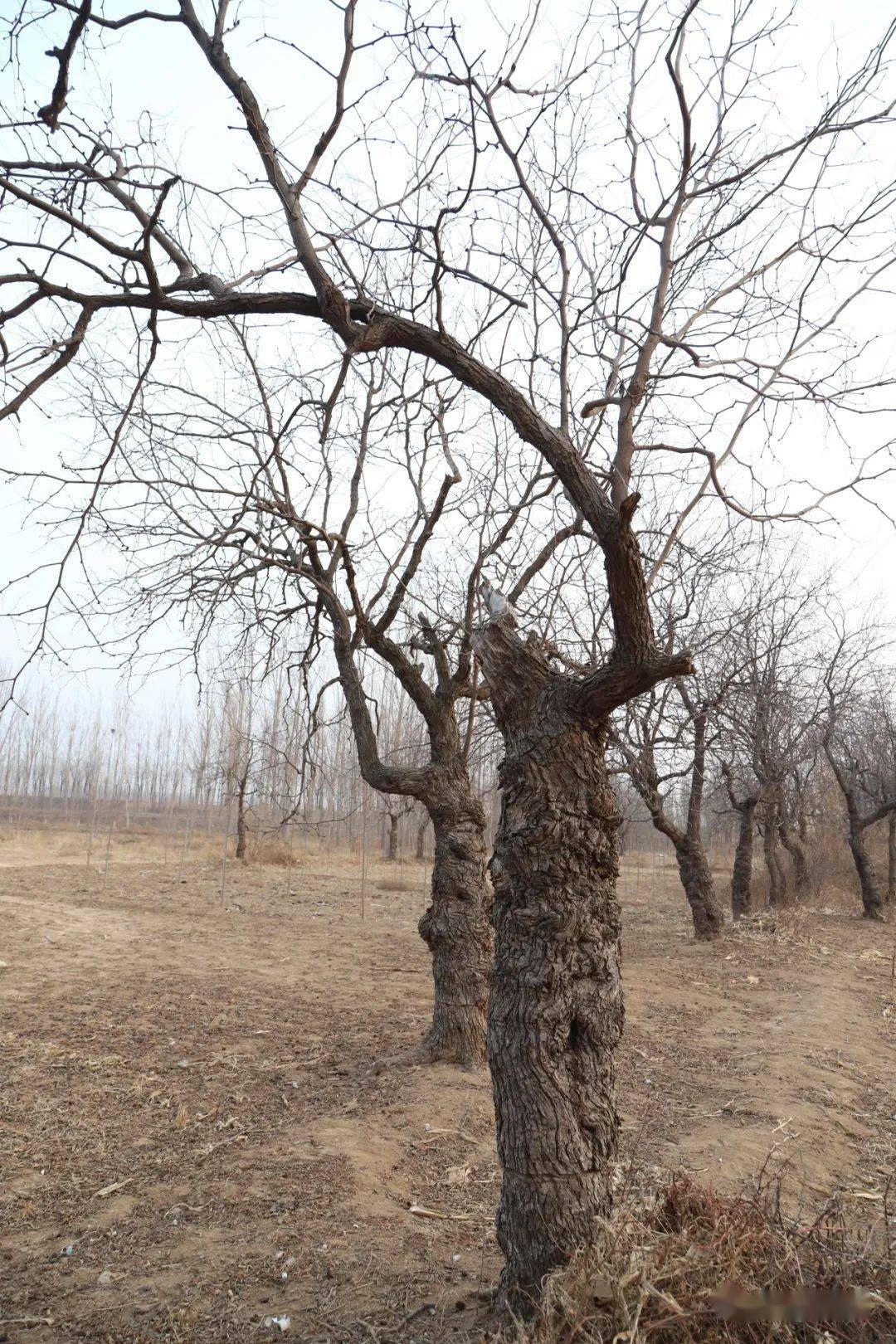 盐山县枣木疙瘩都是宝每一棵老枣树都是文化遗产