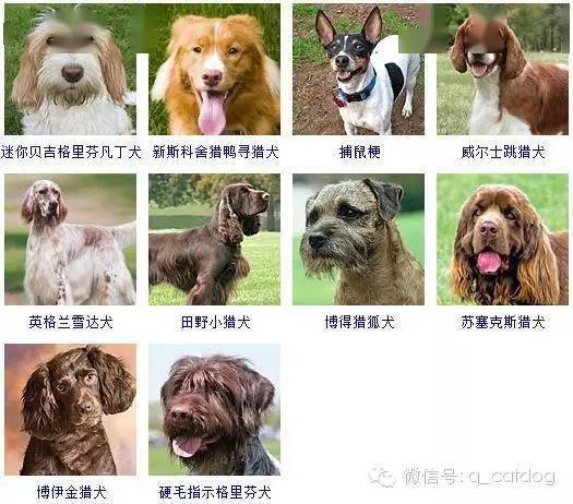 178种狗狗先来认识一下，你认识多少？
