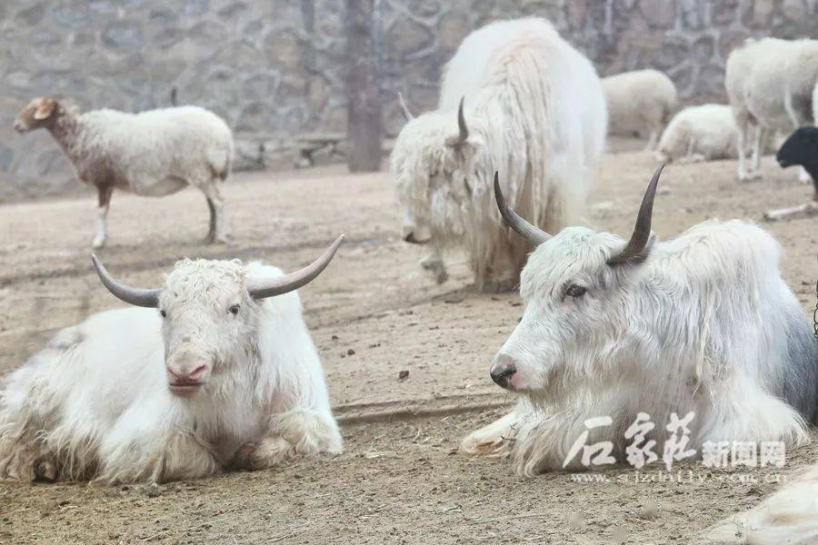 什么气冲天的成语动物_成语故事图片(3)