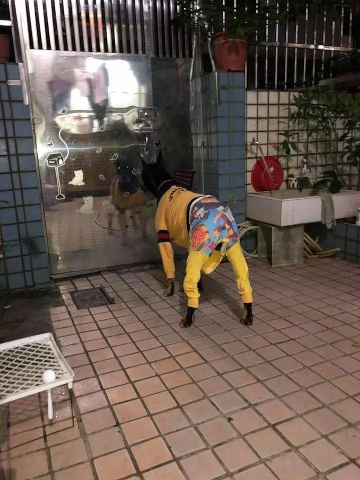 春節帶狗子去了奶奶家之後……想起了小時候的自己！！ 萌趣萌寵 第5张