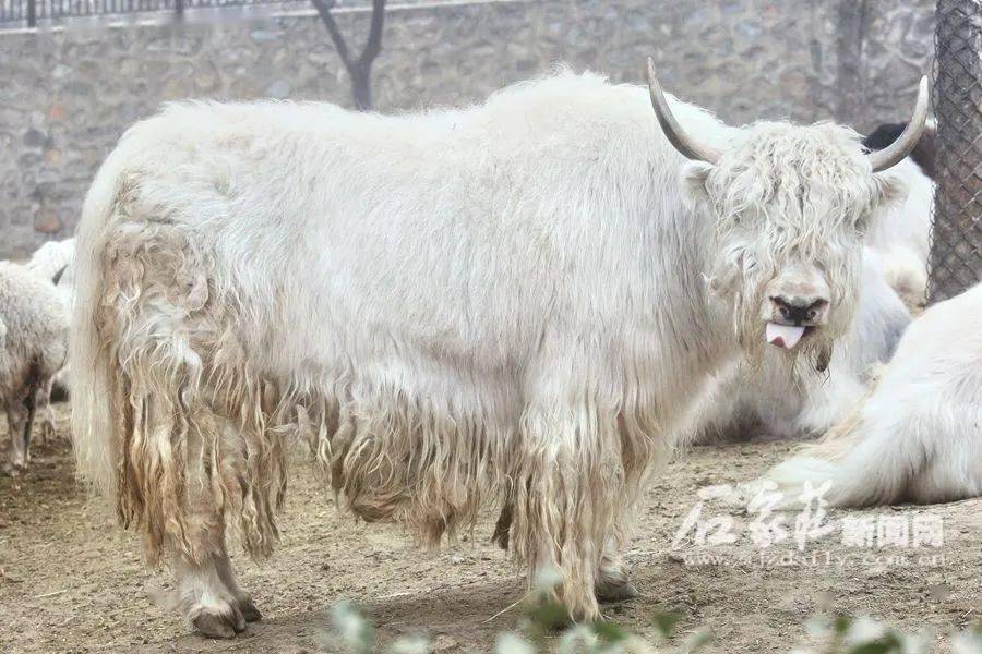 什么气冲天的成语动物_成语故事图片(3)