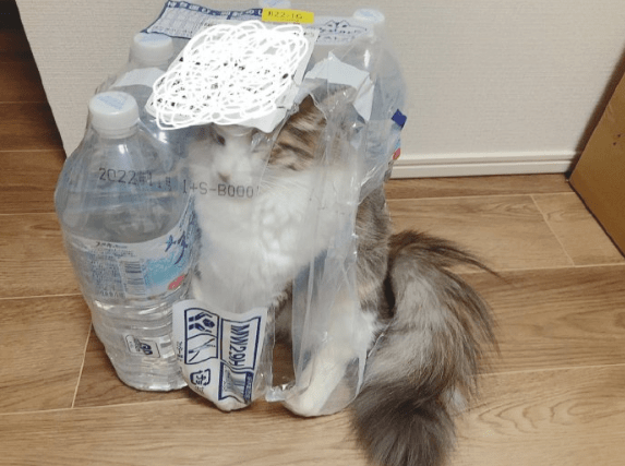 请问这只猫猫是觉得自己是一瓶水吗?