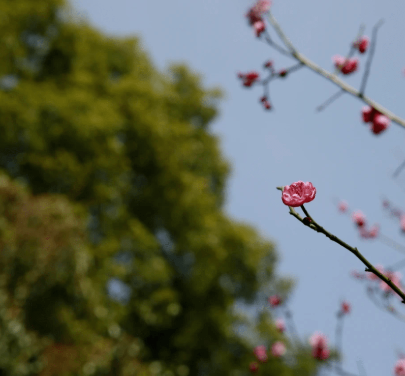 世界唯一，开花了！