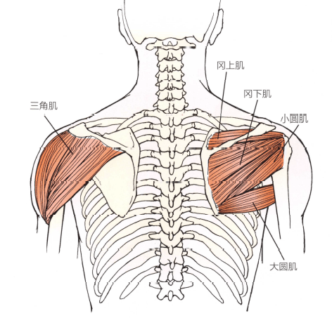 人体肩周位置示意图图片