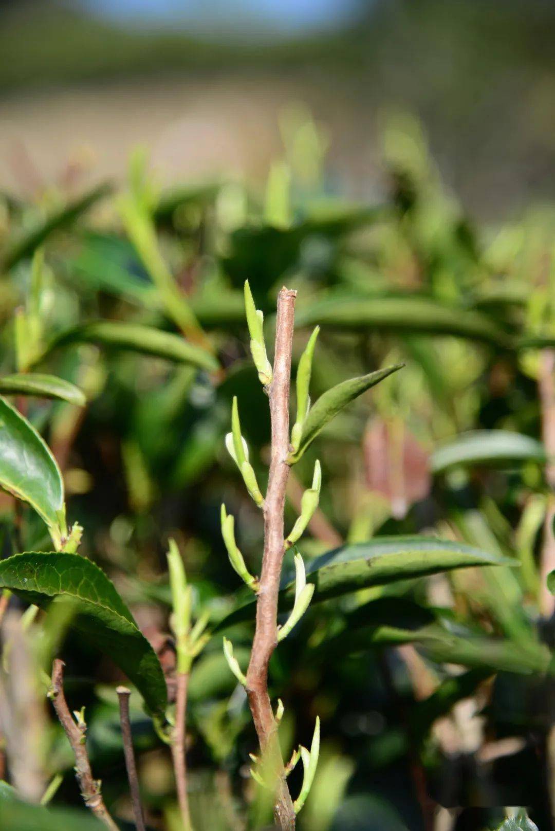 【春】单丛长新芽_茶树