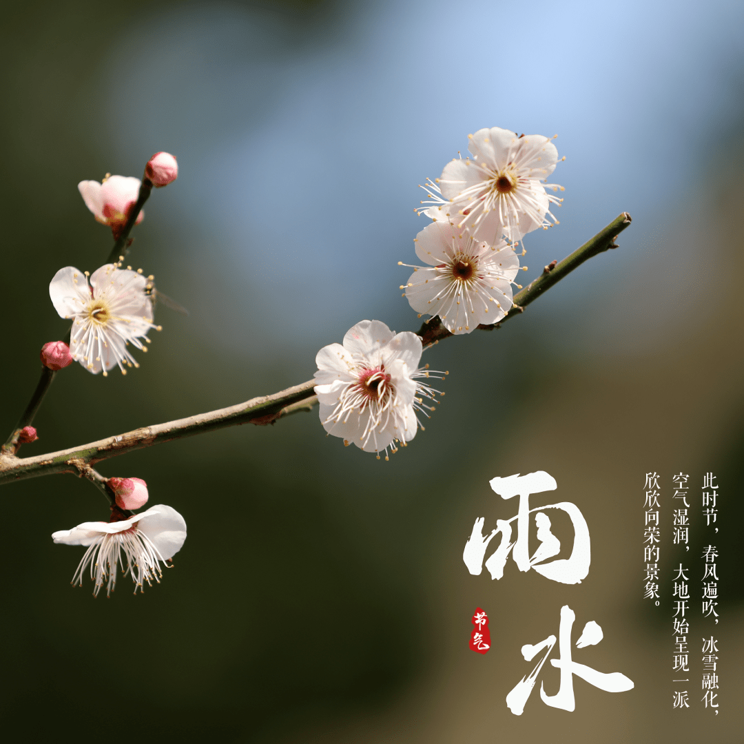 雨水节气代表花图片