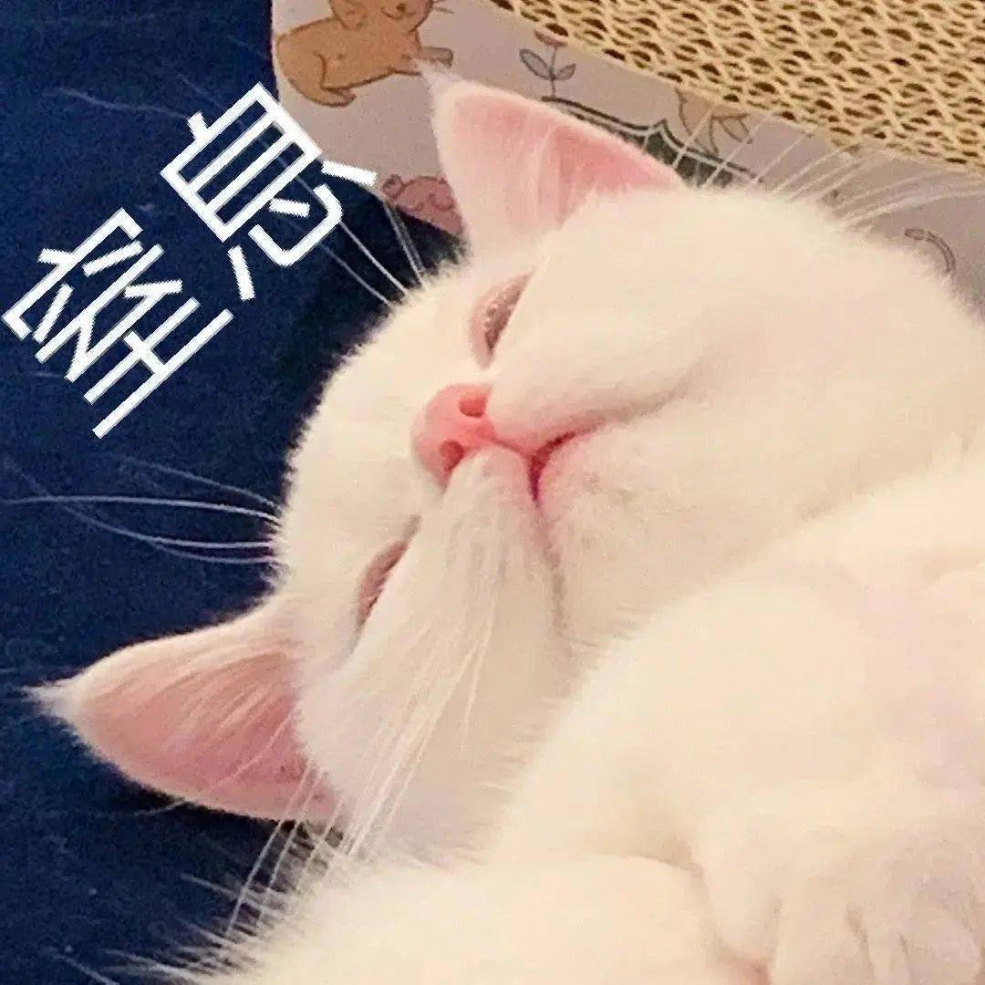 沙雕猫表情包沙雕猫猫动图表情包