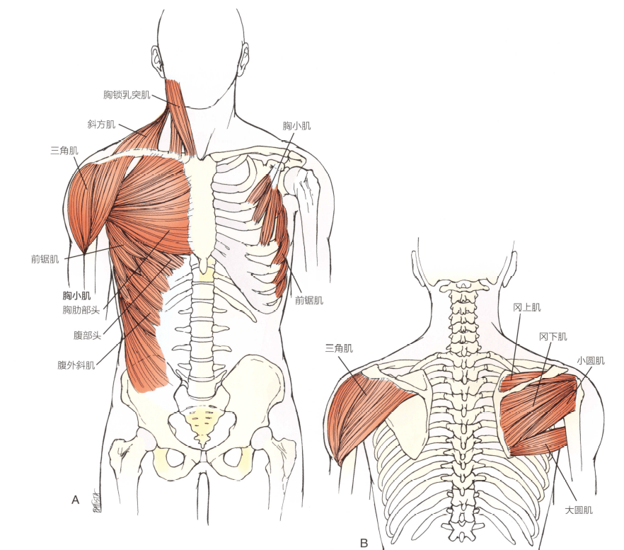 人体肩周位置示意图图片