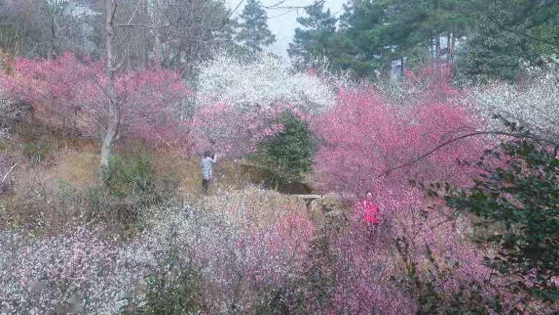 春节假期，有多少人打卡了湖南景区？这份数据显示...