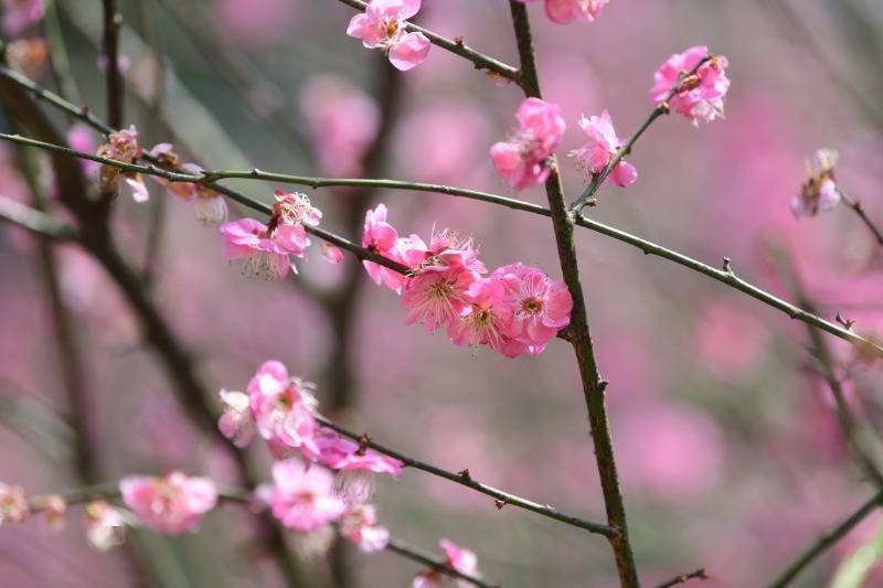周末赏花去！长沙各大公园早樱、梅花开了，海棠、桃花、吉野樱正在枝头排队……