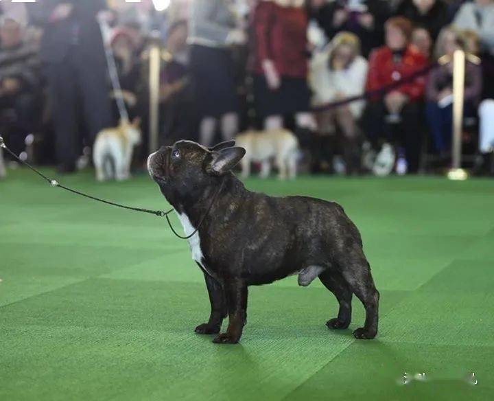 基于fci法斗犬种标准的毛色解读