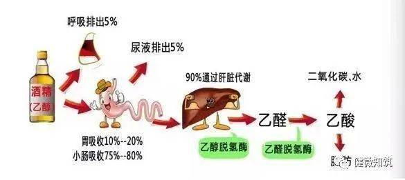 如何快速解酒？