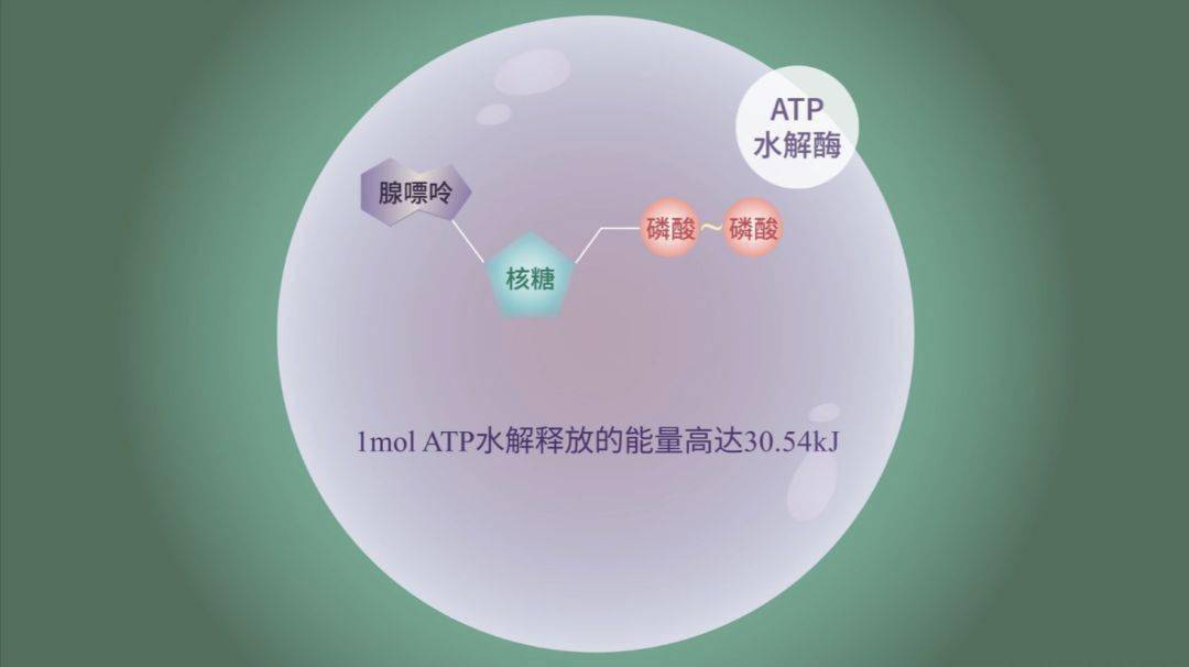 可见,atp的水解过程就是释放能量的过程.