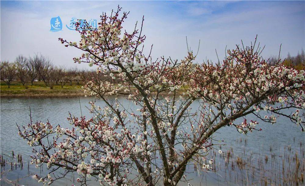 图说 泗洪:湿地梅花惹人醉