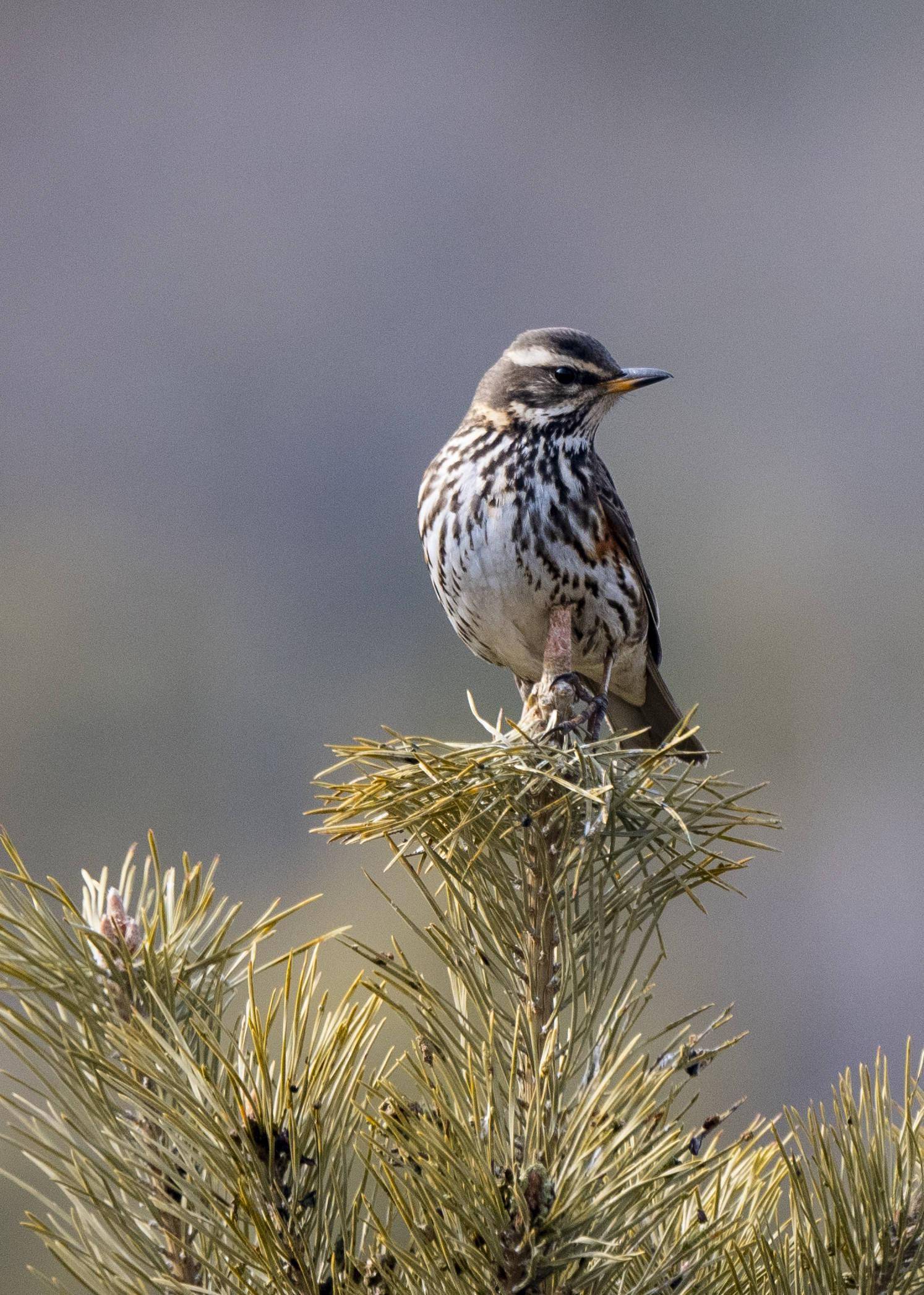 新春走基层白眉歌鸫报春来