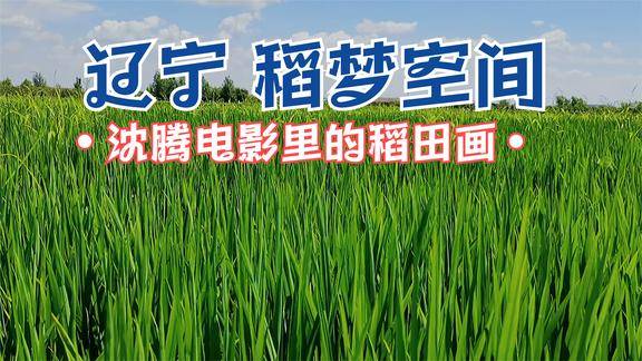 我去稻梦空间时我和我的家乡正在拍摄就是沈腾的稻田画