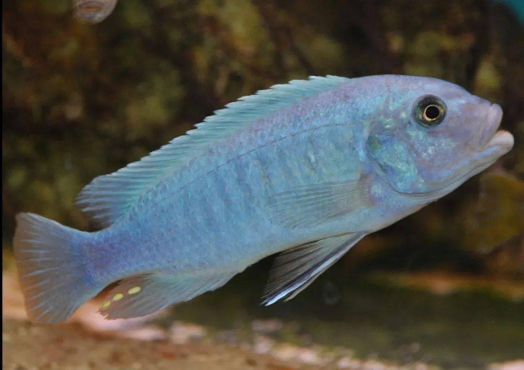 图鉴专栏gt线野生预定单图鉴20210218