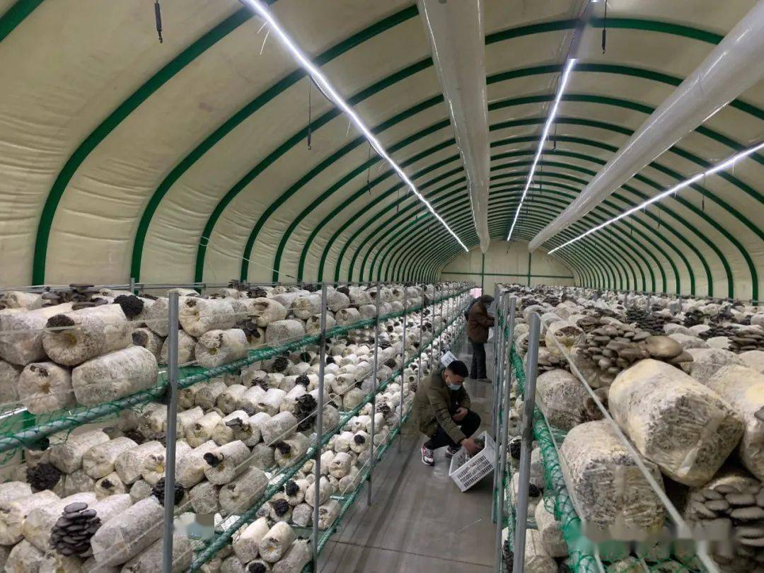 新春走基层玄庙镇朱庄村平菇大棚种出忙碌幸福年