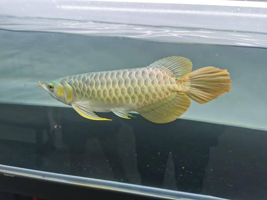 怎么养鱼不浑水 03e35049d0e249298b063266860ea92b.jpeg