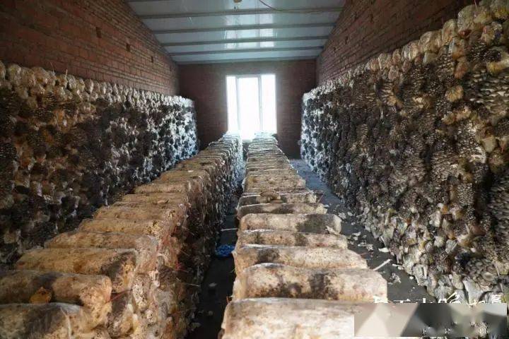 正阳这里有个蘑菇村家家户户都种蘑菇