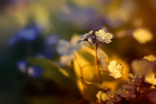 1f1612cf21ab4362a7559fbff4263232.png