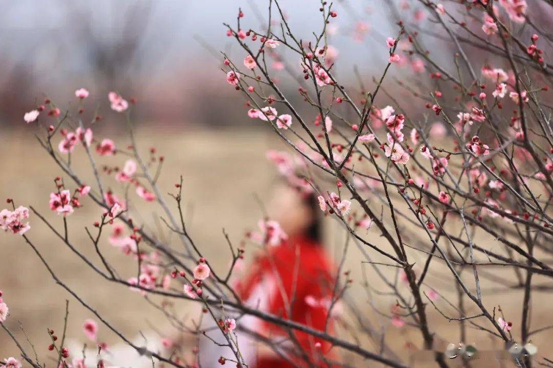 【大美运城】美炸了！运城这里梅花开放，吸引超多外地游客观赏，快看在哪？（多图）