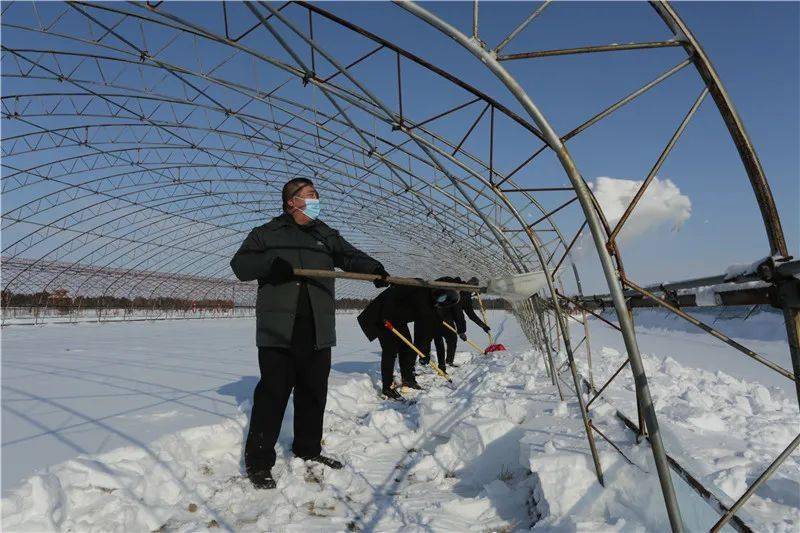 前锋农场拉开清雪扣棚序幕