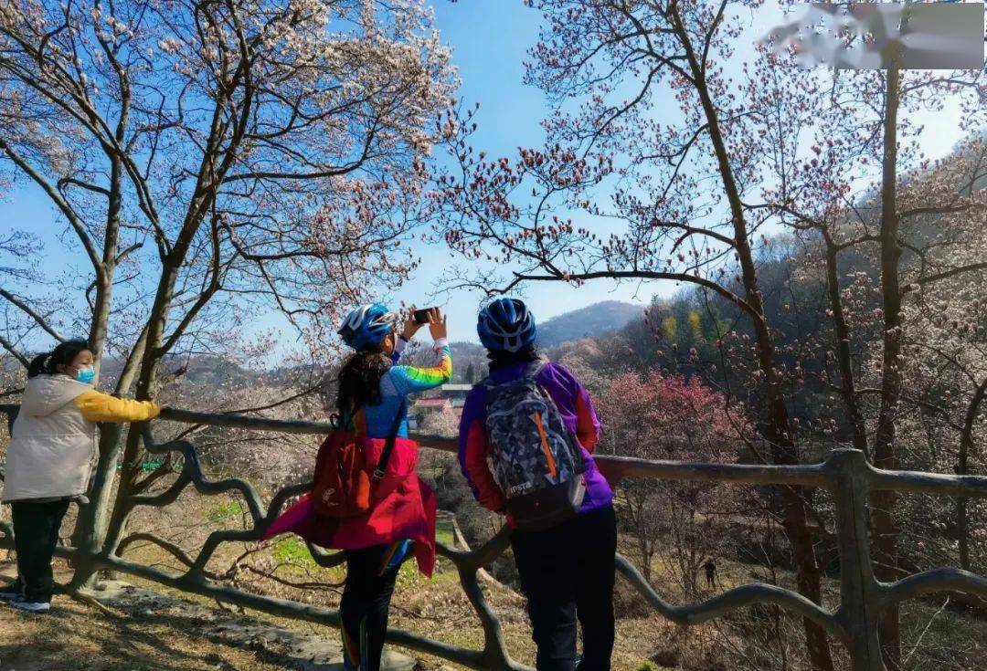 春回大别山！国内最大的野生望春花群落提前盛放！