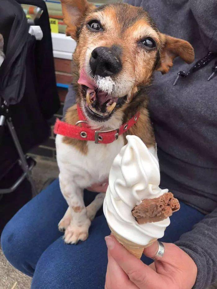 狗狗怎么养才能活得更久 9ea960fe262f40aeac8a5f69c655f7ea.jpeg