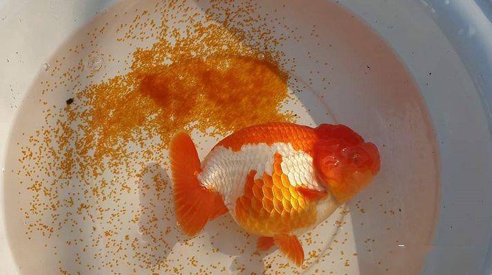 金鱼繁殖的全过程图解图片