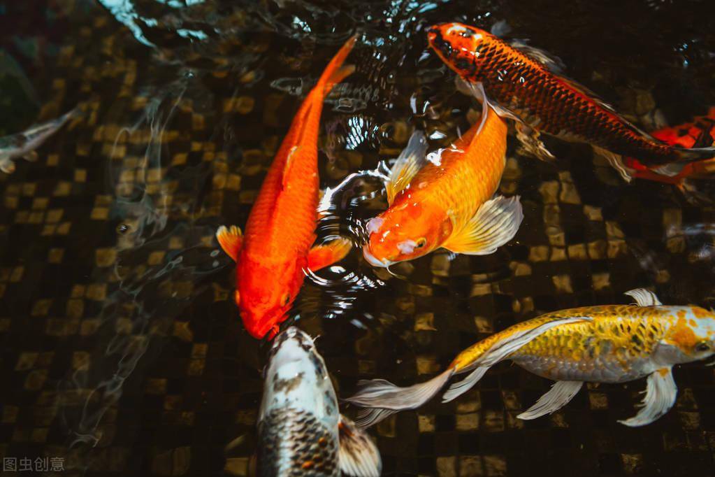 紅紅火火過大年就養紅紅火火的大魚怎樣才能把錦鯉養好