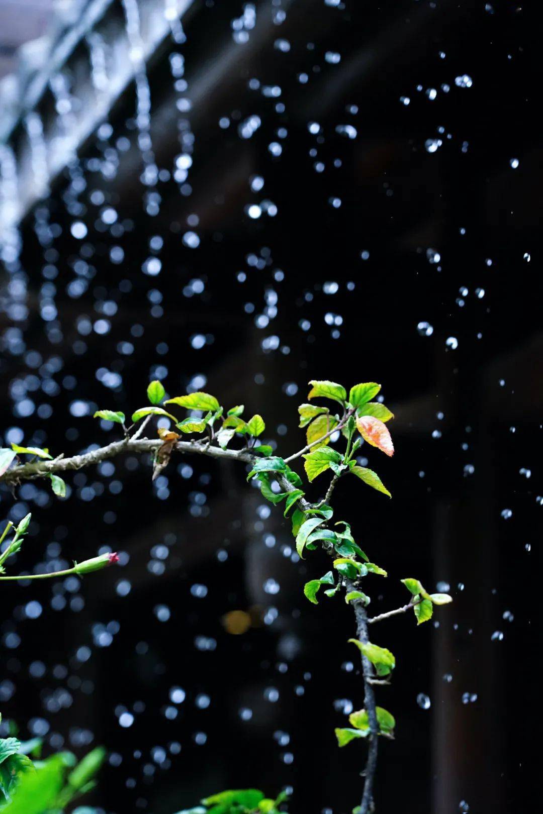 最美的微风细雨图片图片