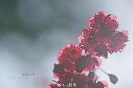 武汉大学的早樱如期赴约，惊艳了这个春天