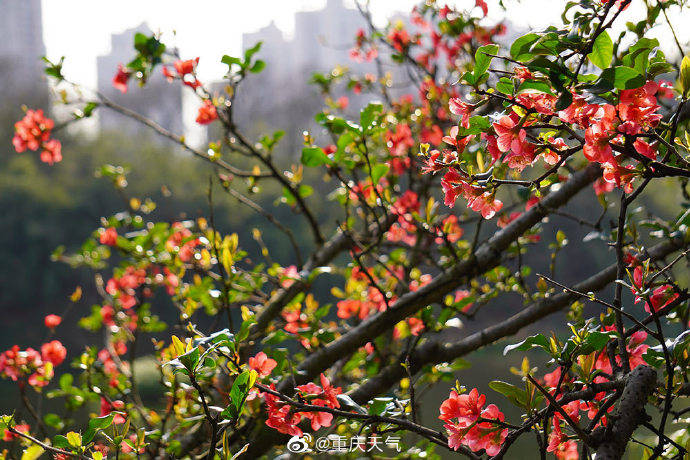 你认识木瓜花吗 不负二月好春光它在多个公园盛放 重庆