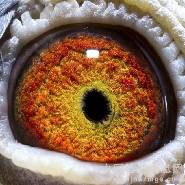 哪个是500公里冠军鸽的鸽眼?以下是300,500