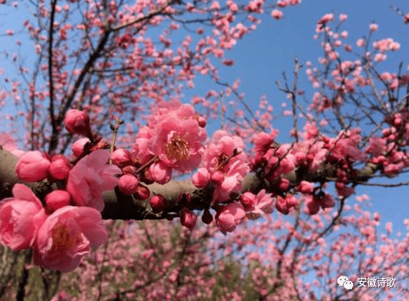 安徽詩歌以聲傳情葉如強彼岸▎東風第一枝梅花