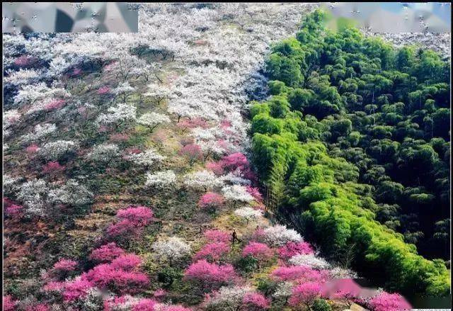 23(周二)/2.27(周六)行摄安吉梅花沟-青梅竹马1日休闲活动