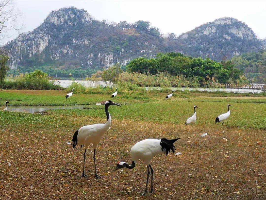 外地游客来星湖打鸟肇庆人不怪责竟那么喜欢