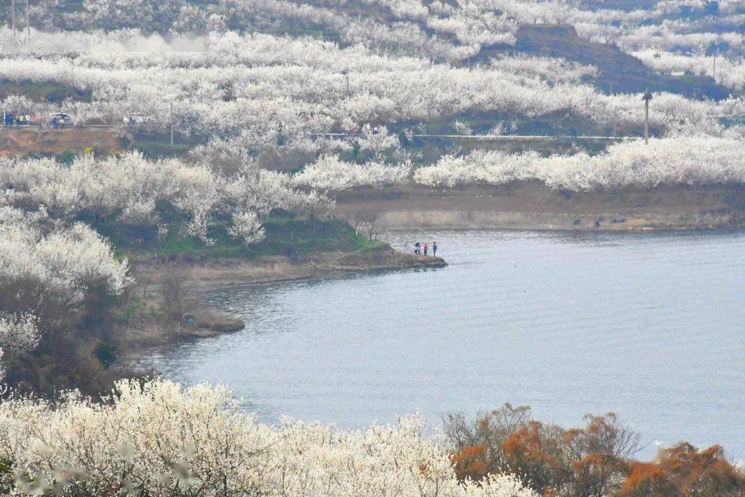 乌蒙春色秀凹河樱花开
