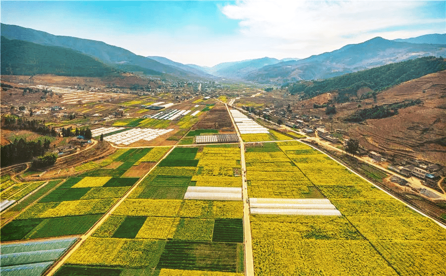 米易普威镇油菜花图片